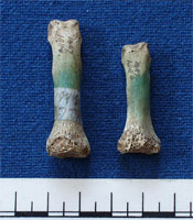 Finger bones (AN1886.1447)