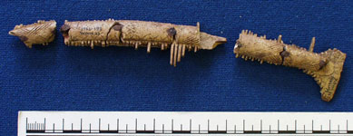 Bone comb (AN1966.199)