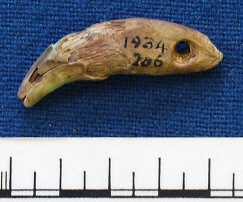 Tooth (AN1934.206)