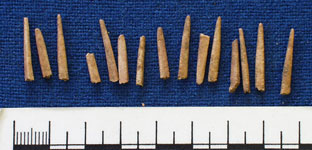 comb teeth (AN1934.225)