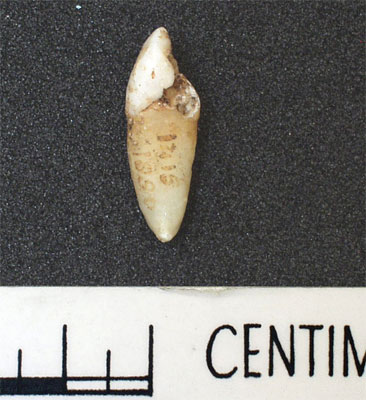 Tooth (AN1886.1415d)