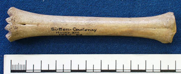 Sheep bone (AN1926.56)