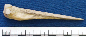 Bone pin (AN1926.70)