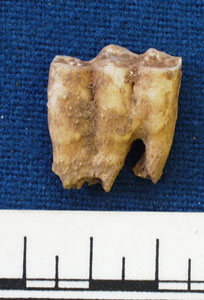 Animal tooth (AN1966.1927)