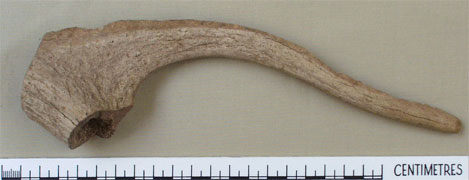 Antler tyne (AN1968.1454)