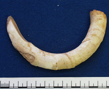 Tusk (AN1968.1467)