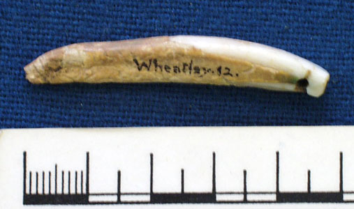 Boar's tusk (AN1883.37c)