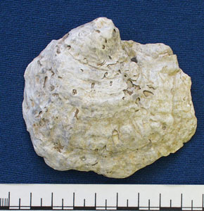 Oyster shell (AN1883.38a)