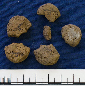 Vertebrae fragments (AN1883.65b)