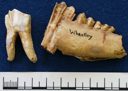 Animal teeth (AN1883.70cbis)