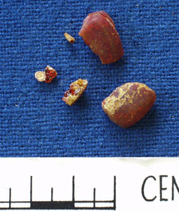 Bead Fragments (AN1966.195)